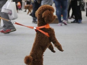 中华田园犬是土狗吗