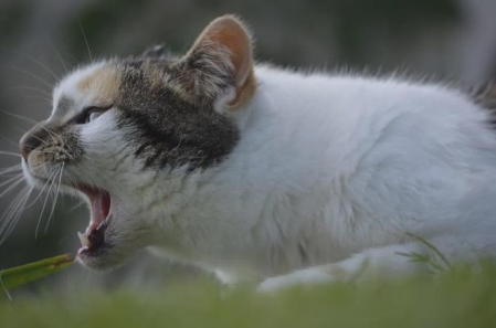 世界上最萌的猫的品种 世界上最可爱的猫品种前十名