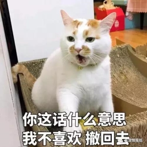 猫咪随便大小便怎么办(猫咪会不会随便大小便)