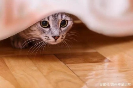 熊猫人之谜猎人装备 熊猫人之谜猎人毕业装备