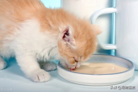 世界上耳朵最多的猫 一流浪猫有五只耳朵