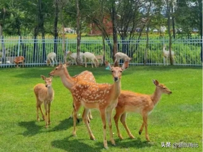 奇趣生物中毒性最强的是哪种