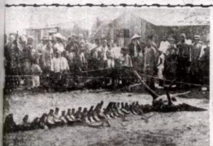 全网唯一原版龙骨实拍！《盛京时报》1934 坠龙报纸照片完整考证