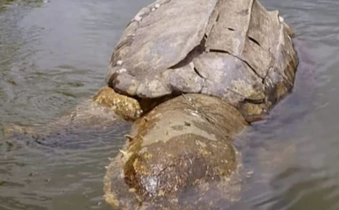 揭开黄河巨龟的神秘面纱：其可能是珍稀的鳄龟品种
