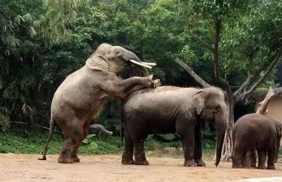 大象交配