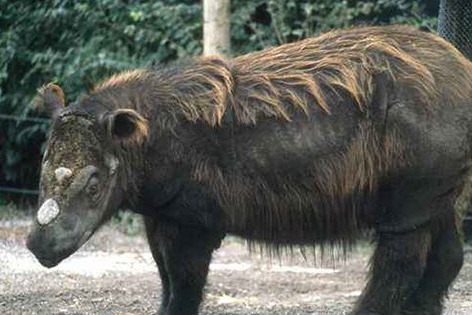 神农架棺材兽未解之谜：关于棺材兽的目击事件层出不穷