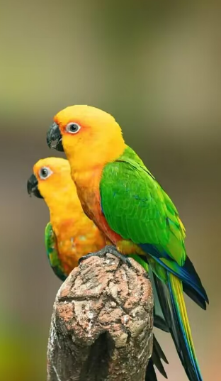 珍达锥尾鹦鹉简介 珍达锥尾鹦鹉的产地在哪