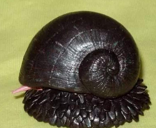 地球上唯一铁甲物种，麟角腹足蜗牛 普通的子弹根本不能打穿其外壳？