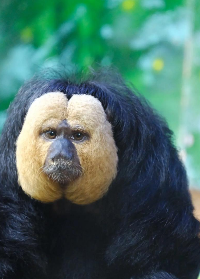 和尚脸猴是什么？和尚脸猴是一种长相接近和