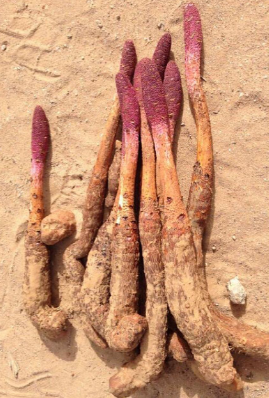 锁阳的保质期是多长时间？锁阳放了十年还能吃吗？