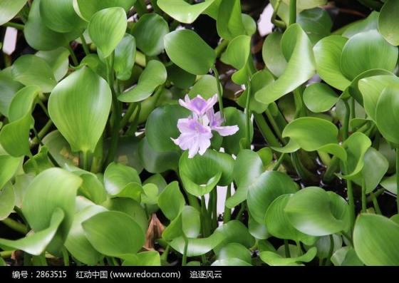 水种的花有哪些特点是什么意思