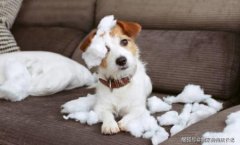 养狗需要准备什么？养狗需要准备什么手续