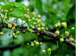 水翁花泡水喝的功效 ​水翁花可以经常饮吗