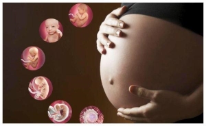 孕早期三个月怎么补充营养？怀孕后每个阶段4