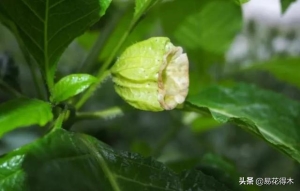 云南山中黑果树是什么树种？青藏甘肃云南特产的珍稀濒危植物(3)