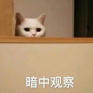 猫咪吃素该吃什么好？别给猫主子乱吃素2