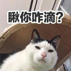 猫咪吃素该吃什么好？别给猫主子乱吃素7