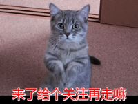 猫咪寿命和人的寿命表 12种常见猫咪平均寿命20