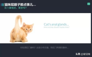 猫的肛门腺长期不挤会怎样 你家猫肛门腺那点事儿...挤(1)