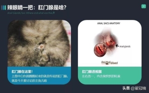 猫的肛门腺长期不挤会怎样 你家猫肛门腺那点事儿...挤(2)