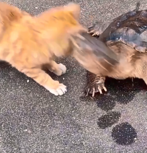 乌龟咬猫咪 被闪电躲开 网友神评：弹射的嘴不如瞬移的腿