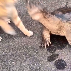 乌龟咬猫咪 被闪电躲开 网友神评：弹射的嘴不如瞬移的腿