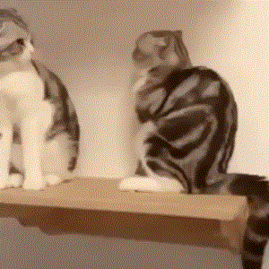 乌龟咬猫咪 被闪电躲开 网友神评：弹射的嘴不如瞬移的腿