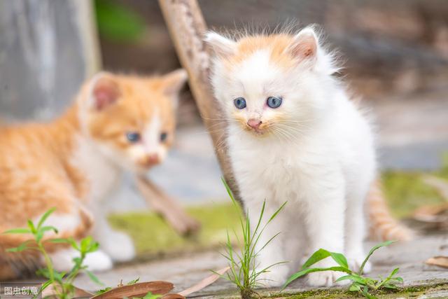 猫咪丢了找回来后需要注意什么 猫咪走丢了不要慌张(4)