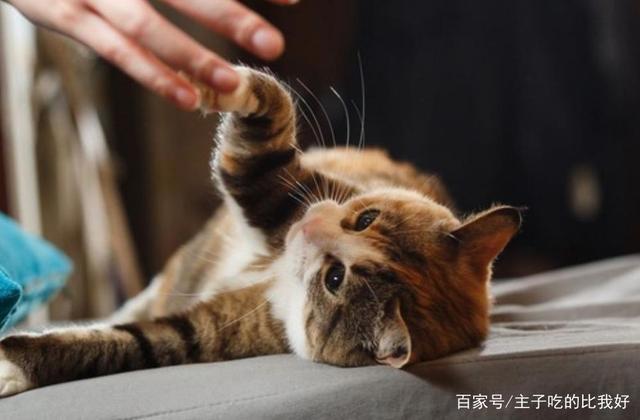 猫咪最怕的三种惩罚（猫咪打喷嚏怎么办）