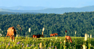 承德旅游攻略必玩的景点（承德十大旅游景点排名）