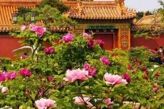 北京西城区有看牡丹花的地方是真的吗？牡丹观赏地推荐