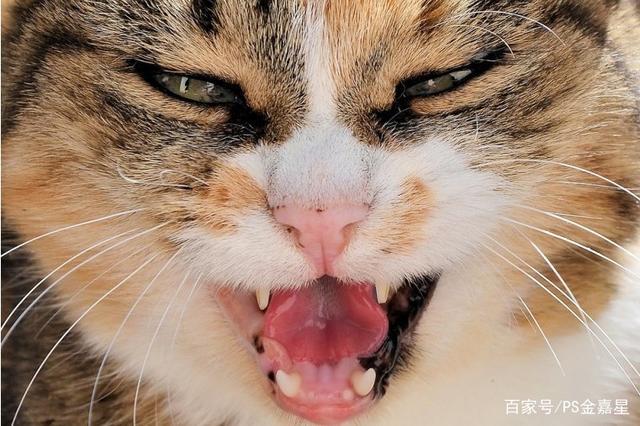 猫身体也带狂犬病毒吗