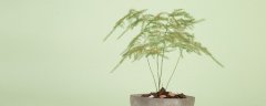 适合水养的室内植物花