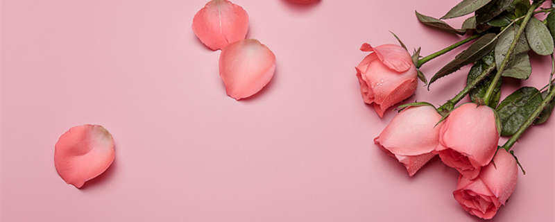 1玫瑰花(2).jpg