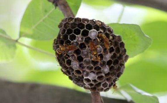 蜜蜂在什么季节出来？蜜蜂会在什么地方筑巢