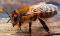 蜜蜂最长寿命是多久？蜜蜂产蜜过程
