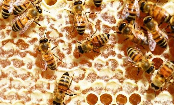 蜜蜂最长寿命是多久？蜜蜂产蜜过程