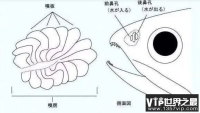 钓鱼人夜钓为何最怕“死鱼正口”？死鱼为何能“咬钩”？