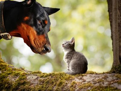 杜宾犬的优点和缺点,杜宾犬的优缺点有哪些