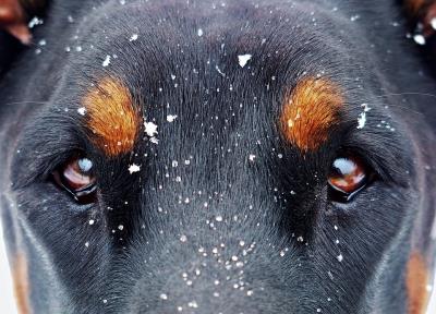杜宾犬的优点和缺点,杜宾犬的优缺点有哪些