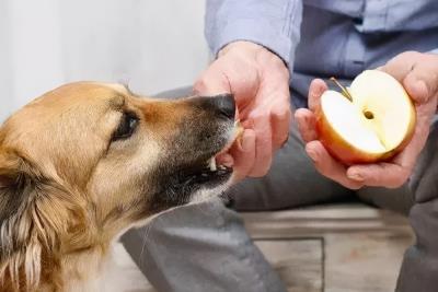 狗狗最爱吃的10种食物,狗狗能吃的11种人类食物