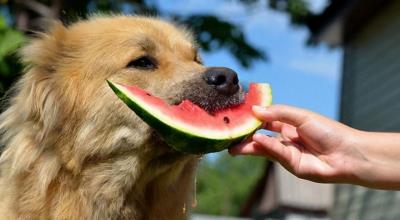 狗狗最爱吃的10种食物,狗狗能吃的11种人类食物