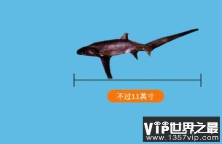 世界上最弱的鲨鱼：硬背侏儒鲨，身长仅18厘米(会发光)