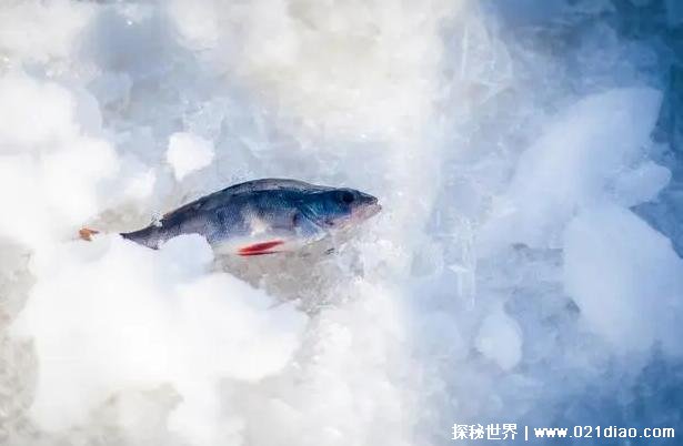  南极出现冰鱼靠皮肤呼吸 零下10℃不会冻死(神秘生物)