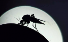 打死一只蚊子会来更多的蚊子是真的吗