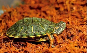 乌龟最长能活多少年？乌龟的外形