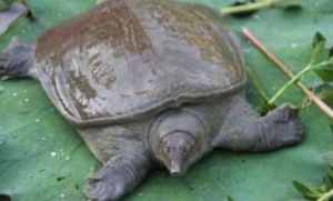 乌龟是哺乳动物吗？甲鱼是乌龟吗