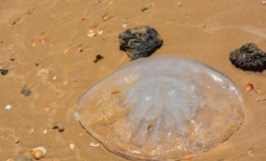 海滩上白色水母有毒吗？水母有毒为什么海蜇能吃