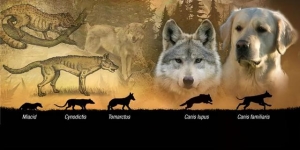 狼被驯化成狗过程（我们的祖先当年把狼驯化成狗）(4)