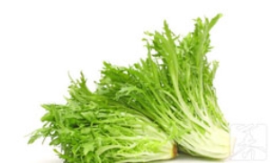 菊苣能治痛风吗